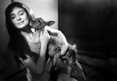 Hepburn with her pet fawn, Ip.